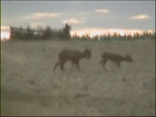 Reproduction des chevreuils