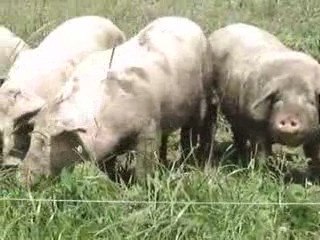 nos cochons