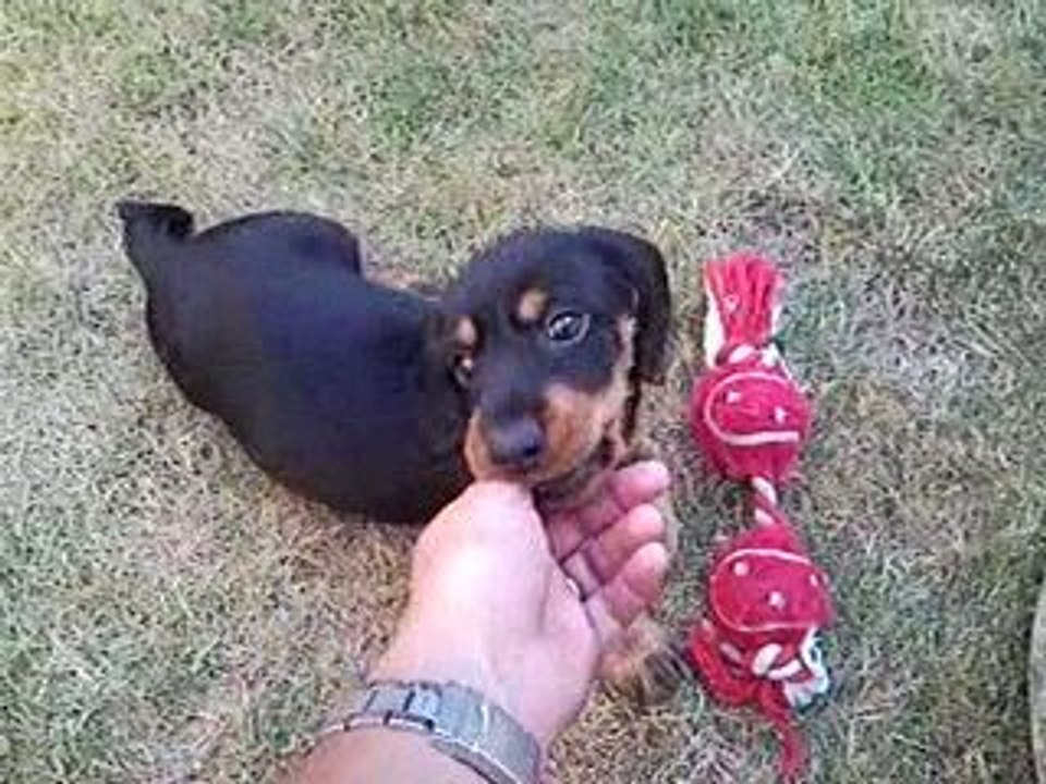 le chien de cirque est fatigué