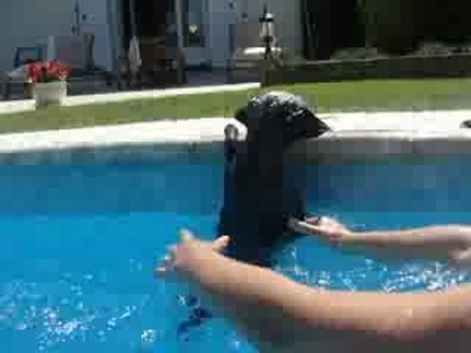 Piscine , Chipie.