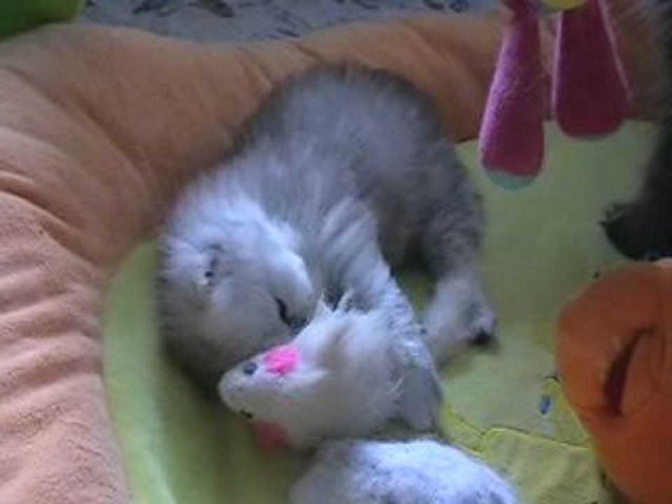 Chaton persan silver shaded réservé Ever Est