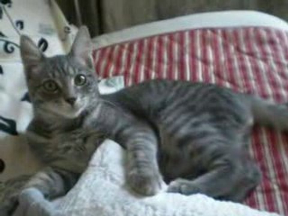 Kenzo, chaton mâle de 4 mois