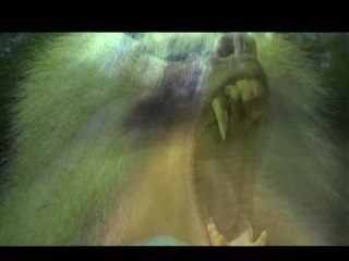 Vive la chasse au dahu ! --> le clip