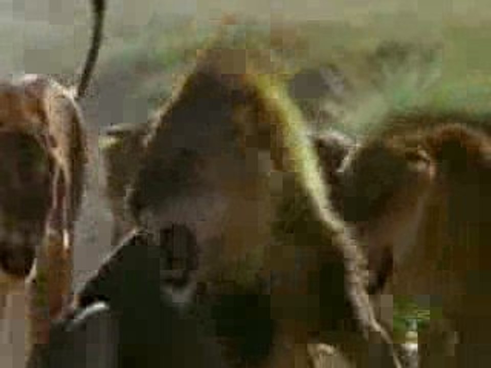 Lion Fight 2, fight versus vs