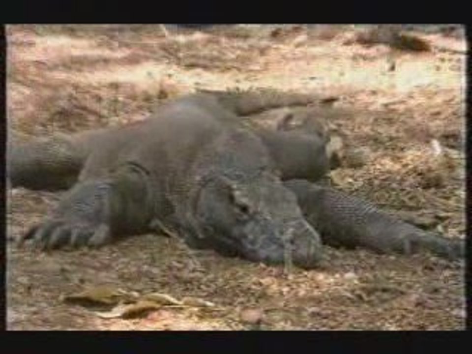 Komodo Dragon vs Komodo Doragon, fight versus vs