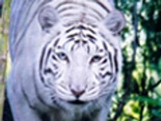 Big Cat Rescue, Tampa FL