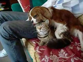 Titeuf & Caline : les grands amours ...