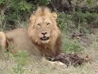 Lion Eating Hyena, fight versus vs