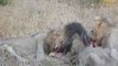 Lions hunt and eat Warthog, fight versus vs
