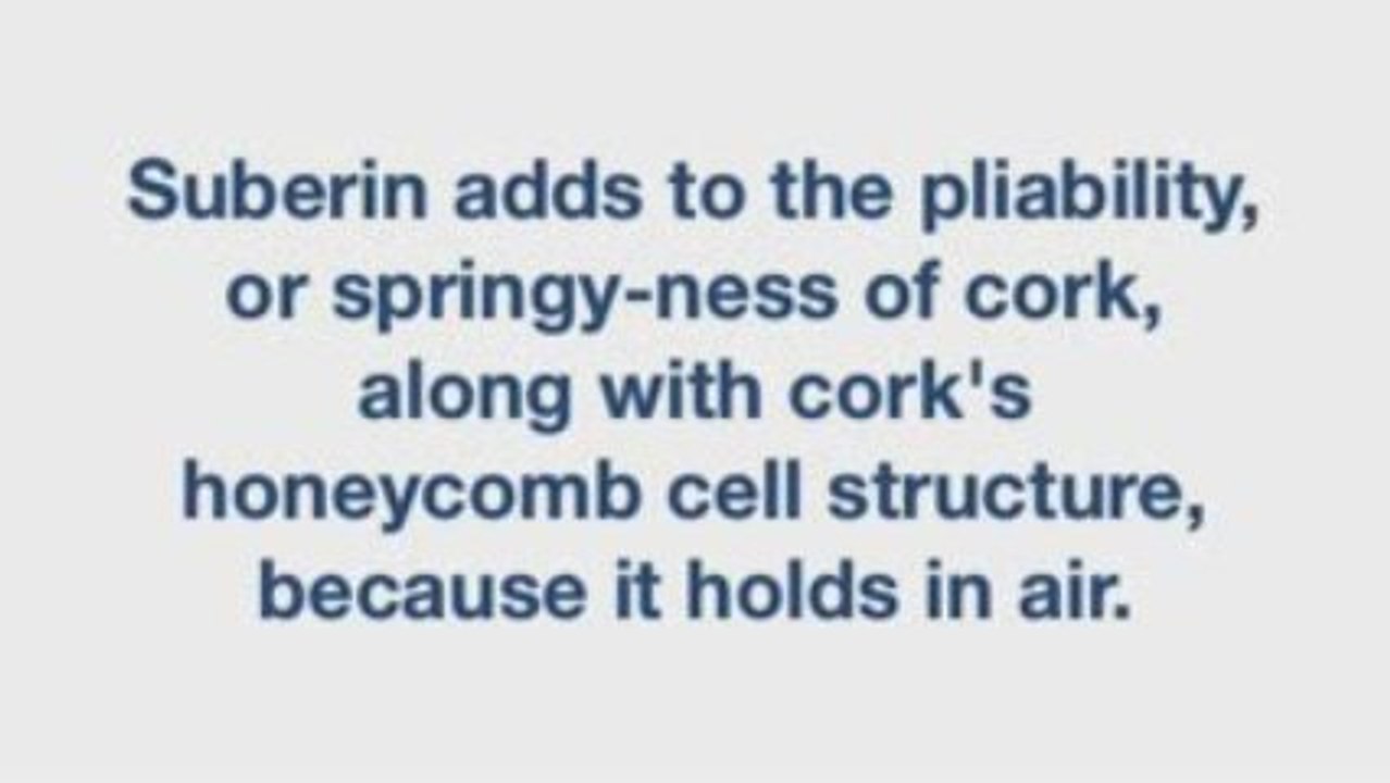 Wood Flooring Glossary Series: Cork Flooring Suberin