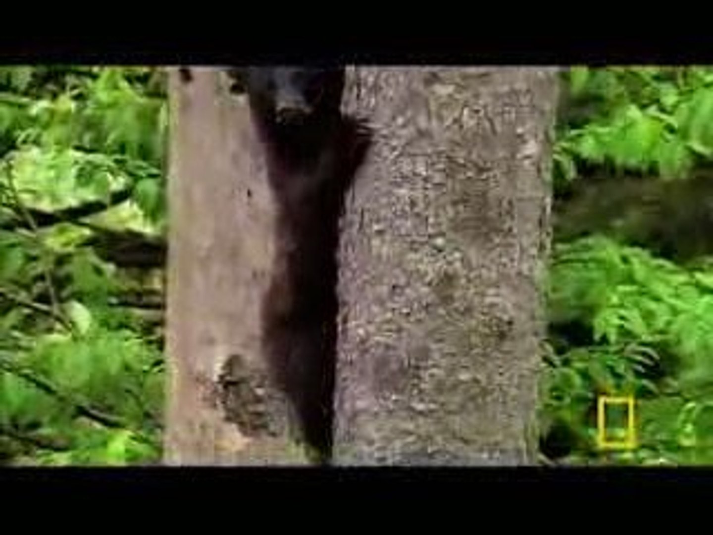 Man Fights Bear, fight versus vs