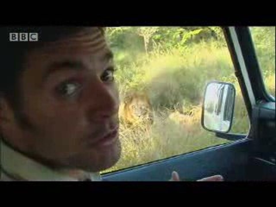 Man eating lions - wildlife, fight versus vs