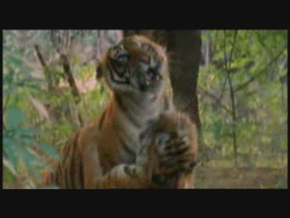 Tiger fight -  fight versus vs