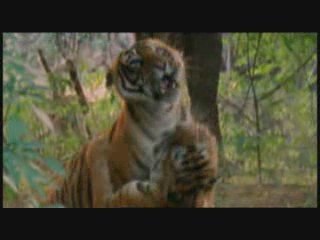 Tiger fight -  fight versus vs