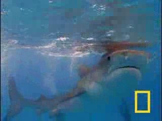 Tiger Shark vs. Albatross, fight versus vs