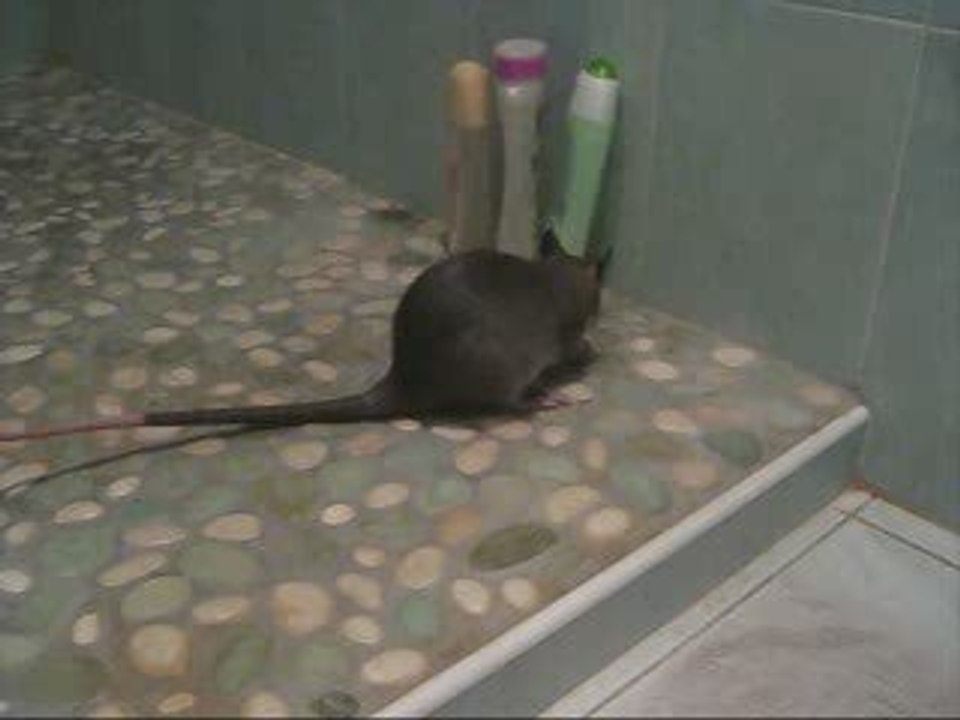 Dobby et le cricket