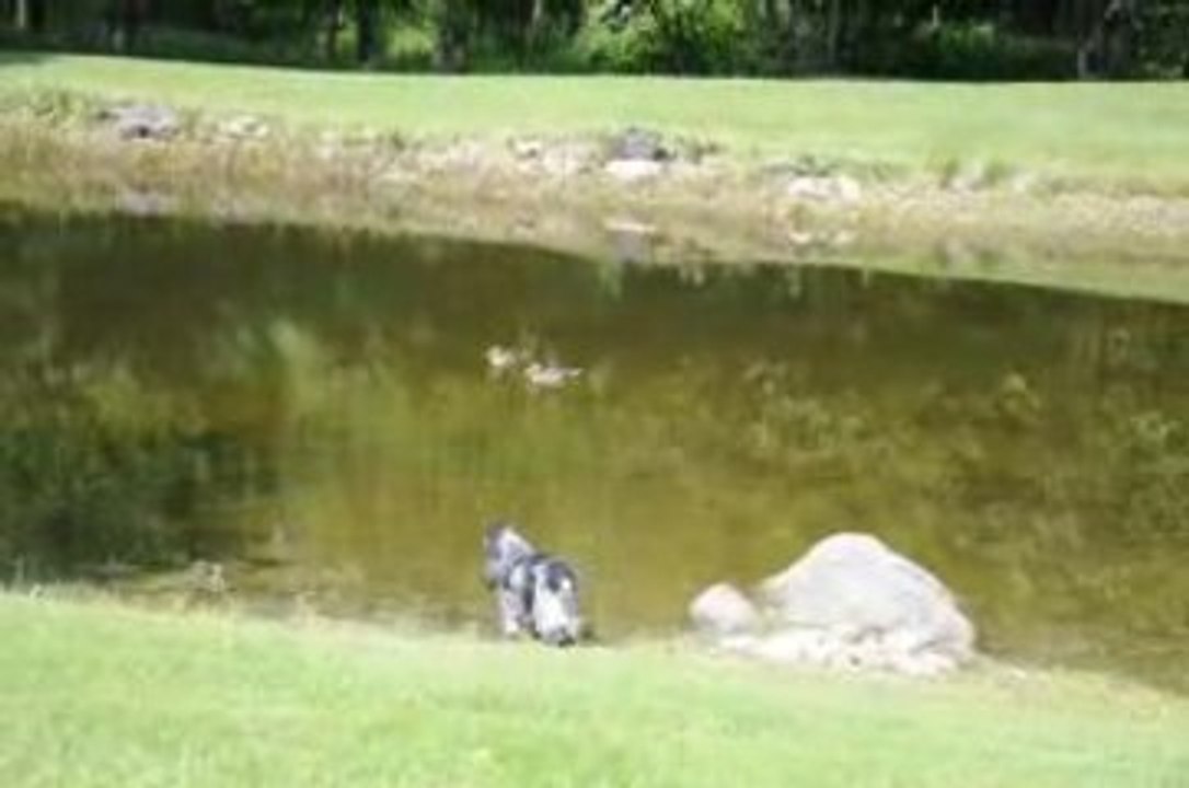 Des canards! Où ça des canards?