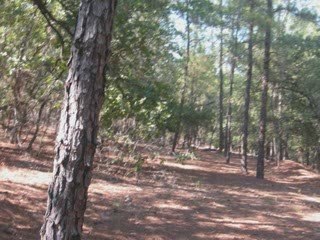 1026 Pine Gap, Rosanky TX