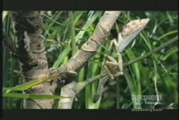 MUST SEE - Mantis devours Snake, versus vs