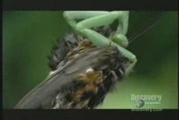 MUST SEE - Mantis snatches Hummingbird, versus vs