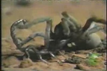 MUST SEE - Tarantula vs Scorpion, versus vs