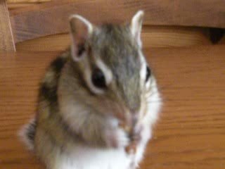 vers de farine 11-04-09a