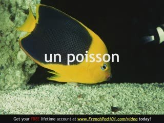 Learn - French Marine Animals Vocabulary