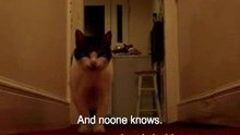 Lorenzo, the talking cat
