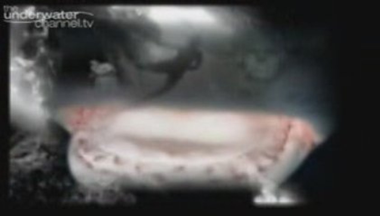 The Shark: Bad to the Bone - Are You Screaming?