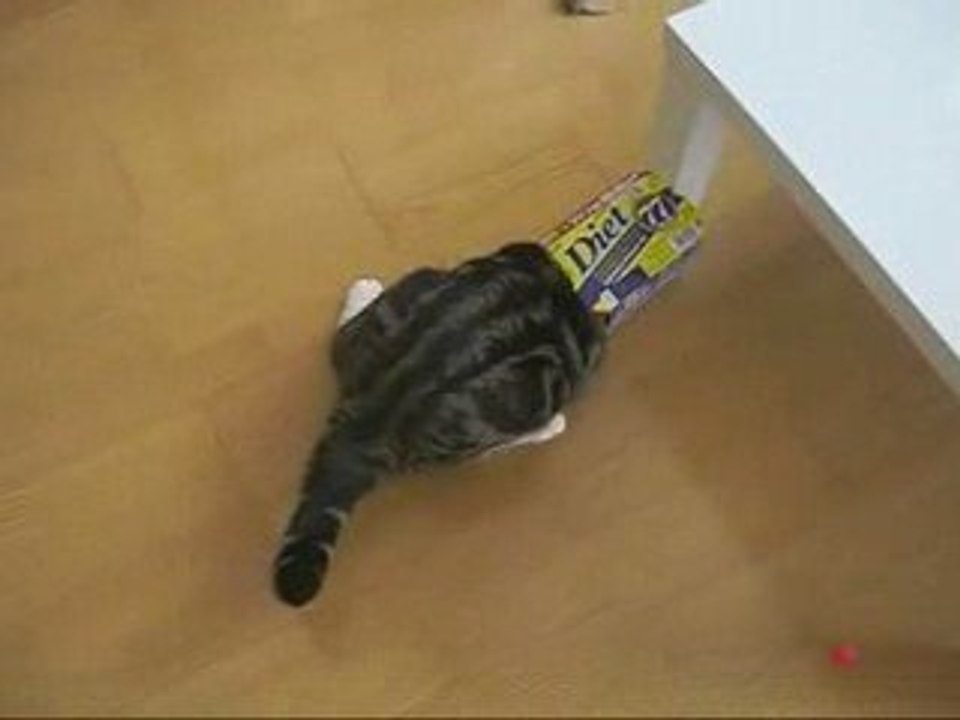 Chat qui saute dans une boite en carton
