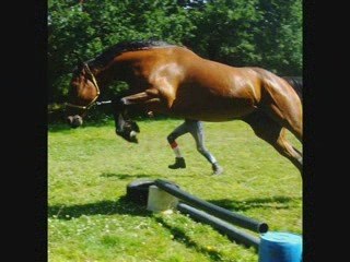 Precious Wood, mon trotteur adoré_0001