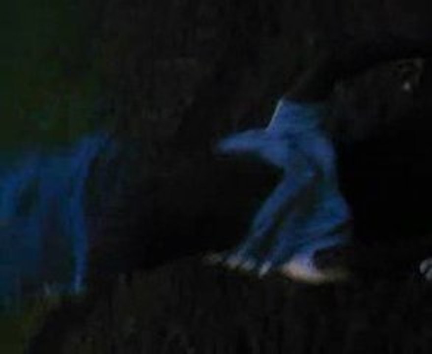 ABDEL la chute