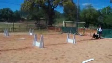 flyball