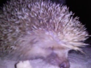 rencontre entre un bichon nain et un herisson à royan nuit