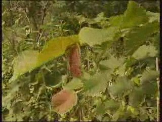 "La Vannerie Sauvage" - 01 Introduction Bernard Bertrand