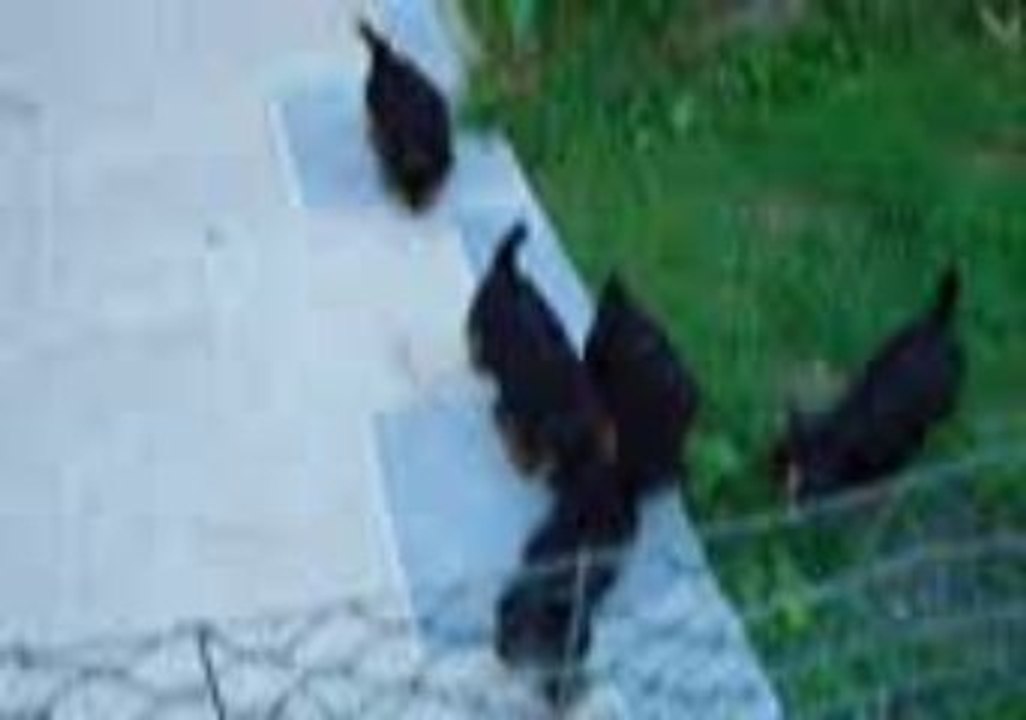 MOV00396chiots de Claire
