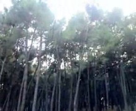 Serdar Sevinç - Serdarinho - Futbol Performansı