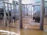 Baby Elephant in the Bath