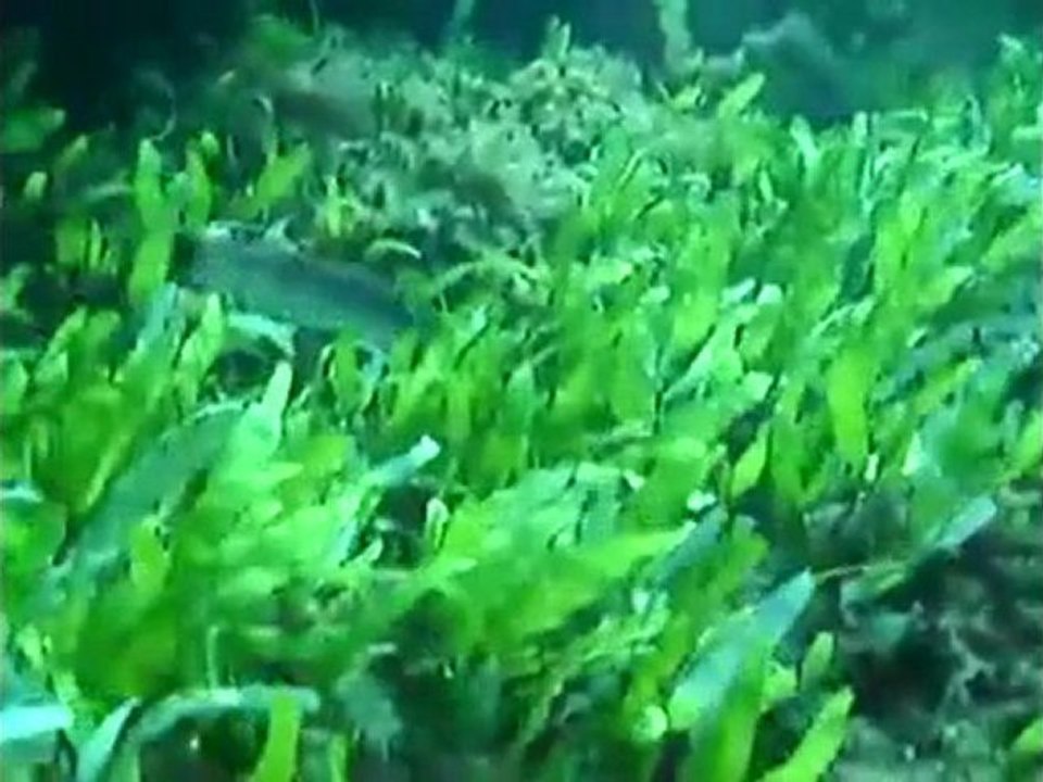 SEA INVADERS (1) (GR) CAULERPA TAXIFOLIA