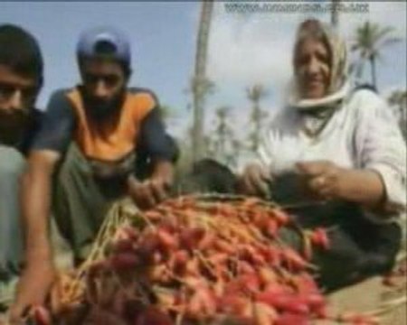 Dattes israéliennes pour le Ramadan ? Certainement pas !