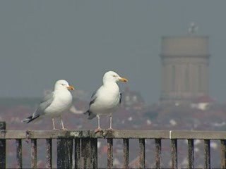What's behind that seaside smell? Just one tiny molecule