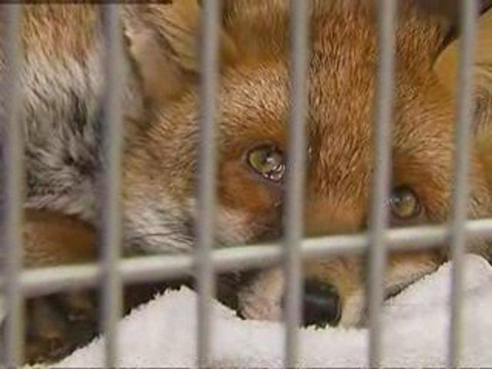 Crimes against animals are overlooked, say conservationists