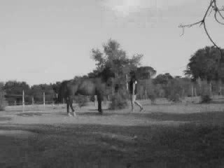 Ce n'est pas un cheval, c'est un partenaire de danse