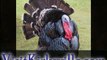 Missouri Turkey Hunting | Hunting Turkey in Missouri