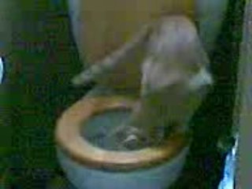 Mon chat fait pipi 2