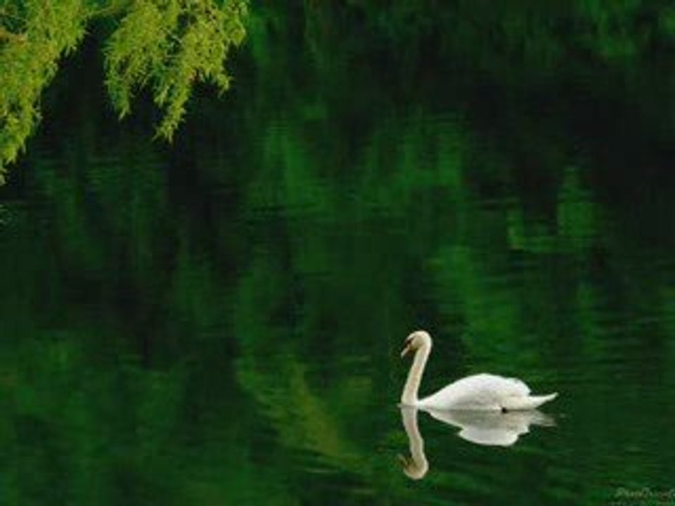 OLMASAYDI SONUMUZ BÖYLE/AHMET KAYA/DENİZ UMUT