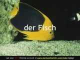 Learn - German Marine Animals Vocabulary