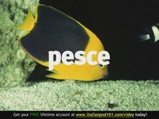 Learn - Italian Marine Animals Vocabulary