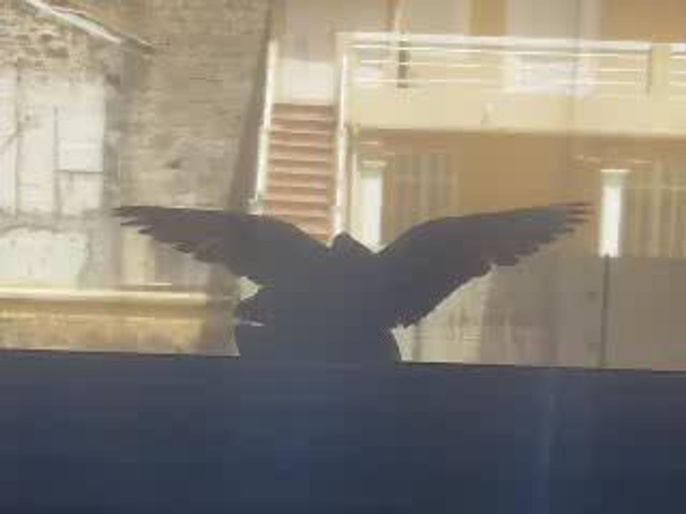 Hot pigeons
