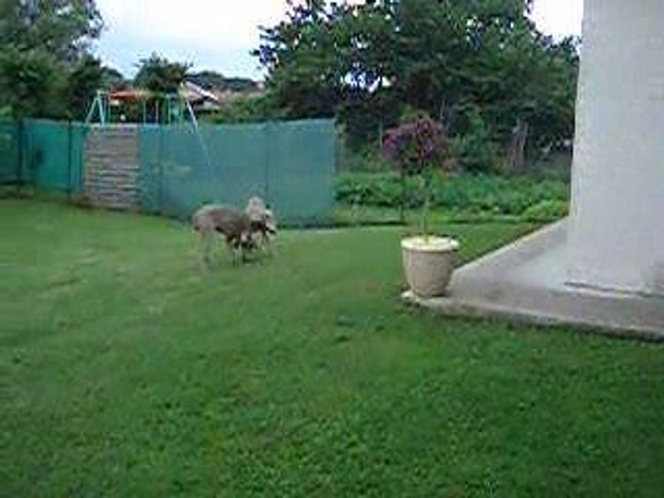 Voyelle Chrystalle chez Annie